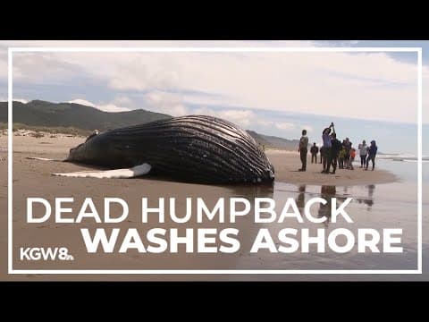 Dead humpback whale washes ashore on Oregon Coast