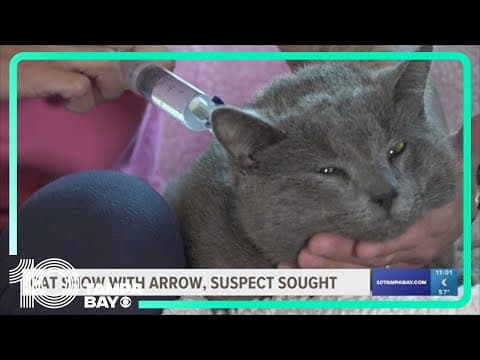 Cat shot with arrow in St. Pete is recovering; suspect still not found