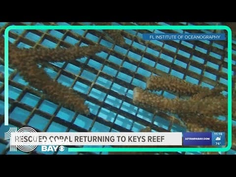 Rescued corals returning to Florida Keys after record high summer temps