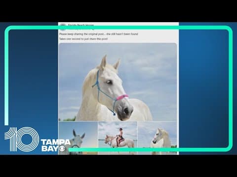 Florida Beach Horses looking for missing horse after mysterious disappearance
