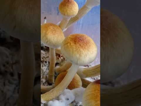 ‘Magic Mushroom’ Therapy Centers to be Regulated in Denver