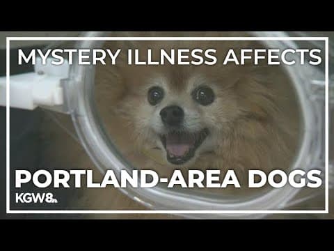 Portland metro-area dog owners should watch for symptoms of 'mystery' contagious respiratory illness