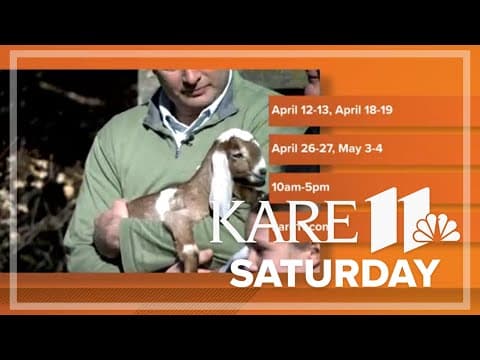 Goats, lambs and bunnies, oh my! Pet baby animals at Twin Cities Maze