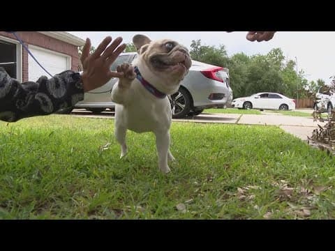 Houston man searched everywhere for his French bulldog. He was found more than 1,000 miles away