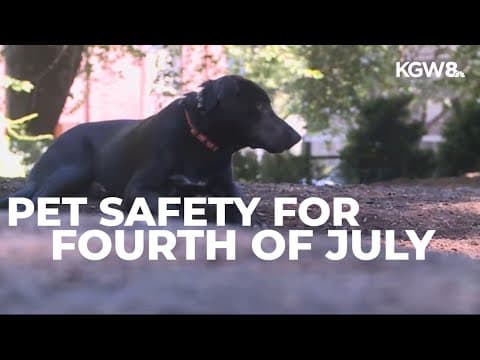 How to keep pets safe and prepare for Fourth of July fireworks