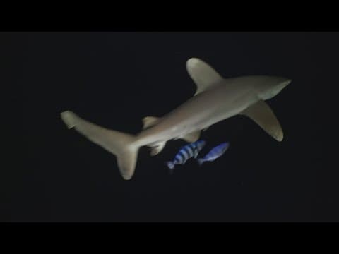 New video gives rare glimpse of ocean life at twilight | Earth 8