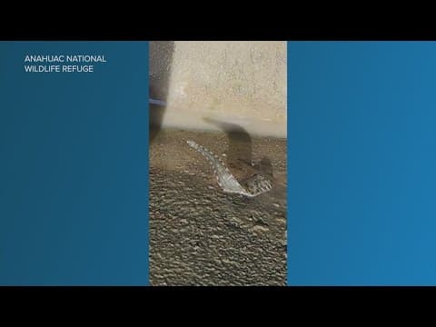What is this little creepy crawler spotted at a Texas wildlife refuge