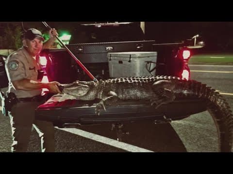Bodycam video shows officers wrangling 9 1/2 foot gator