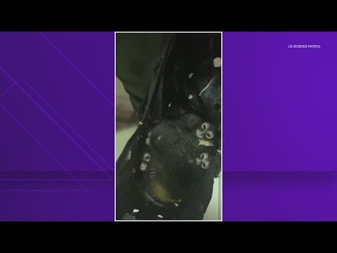 Spider monkeys found in backpack on the U.S.-Mexico border