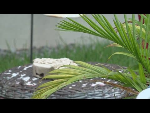 New Orleans East group encourages residents to use greenery to protect homes from floods