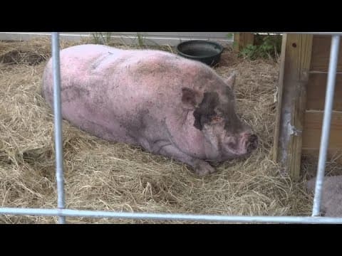 SPCA Tampa Bay cited by animal services after videos of sunburned pig goes viral