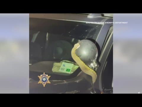 Louisiana deputy finds venomous snake inside vehicle
