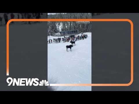 Moose spotted on slopes at Winter Park, Colorado