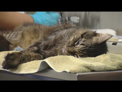 10 cats rescued from hoarder's house in need of permanent home