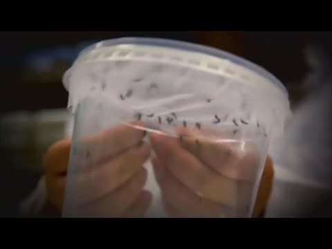 Mosquitos becoming more active in North Texas as drier conditions arrive