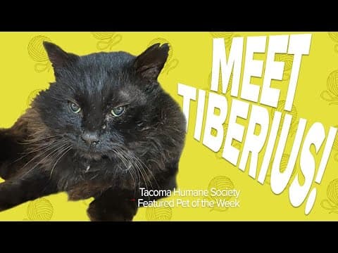 Pet Rescue of the Week: Tiberius