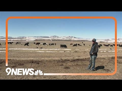 Grand County rancher reflects on 1 year of wolves