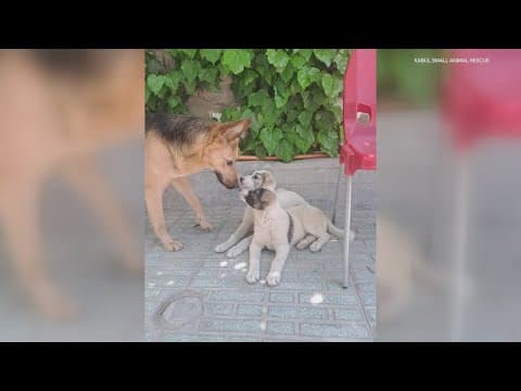 Rescue animals from Middle East head to DC