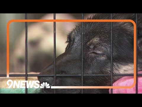 Owners questioning Colorado's decision to euthanize a dozen puppies
