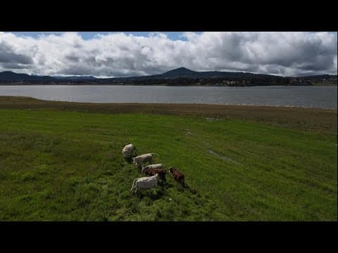 Mexico calls US suspension of cattle imports due to screwworm 'unfair'