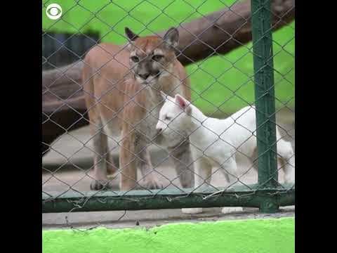 Rare albino puma cub debuts at zoo in Nicaragua