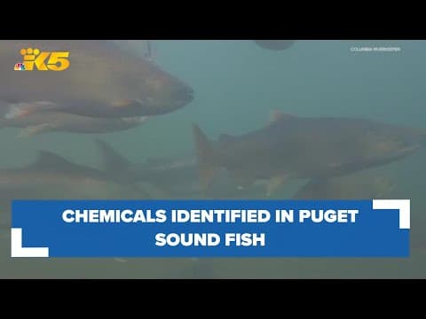 Chemicals showing up in fish in the Puget Sound