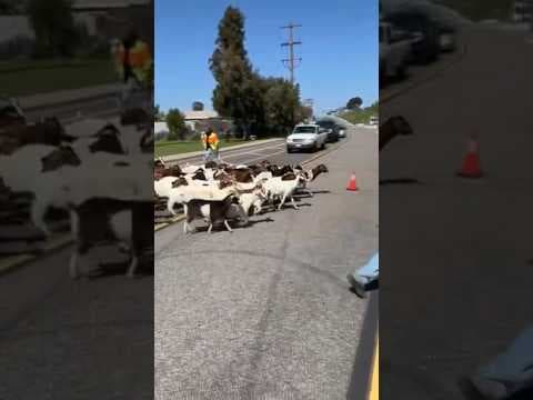 Hundreds of goats arrive to help clear field of brush for fire prevention