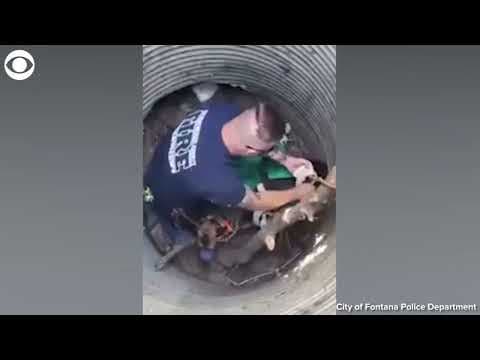 Dog rescued from 12 foot hole in California