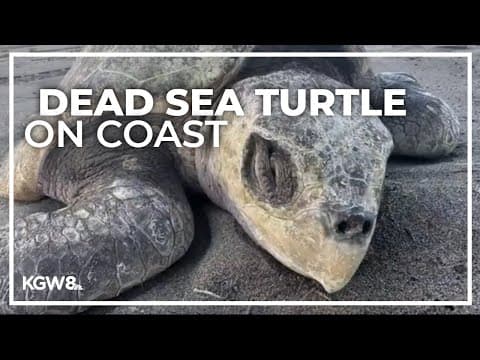 Dead sea turtle found on Oregon Coast