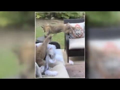 Coyotes nap on patio furniture at Texas home