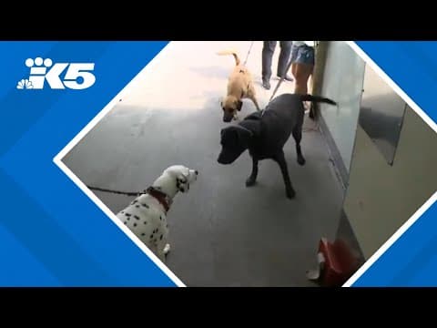 Washington State Ferries launches trial program allowing leashed dogs in passenger cabins