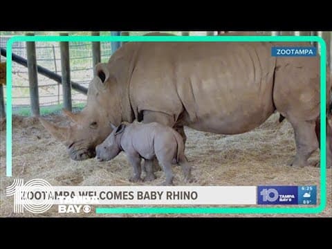 Here's the newest animal arrival at ZooTampa