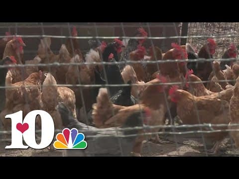 ‘Bird flu’ risk lingers among poultry in East Tennessee