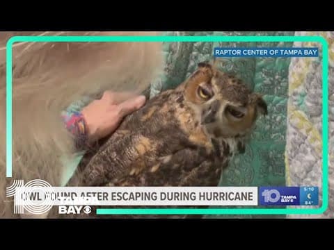 Owl found safe after going missing following Hurricane Debby