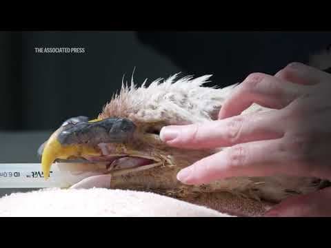 This bald eagle was shot in the beak. A care team in Missouri hopes it can be saved