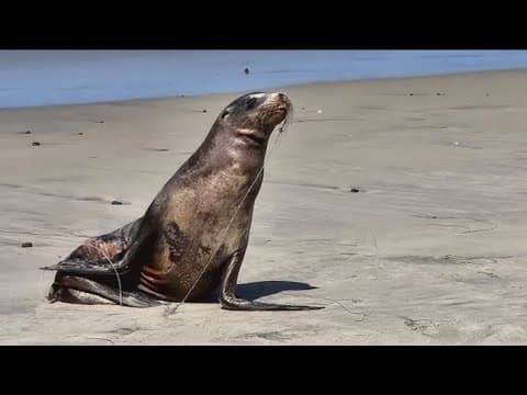Several injured sea lions spotted at La Jolla Cove, prompting calls for action
