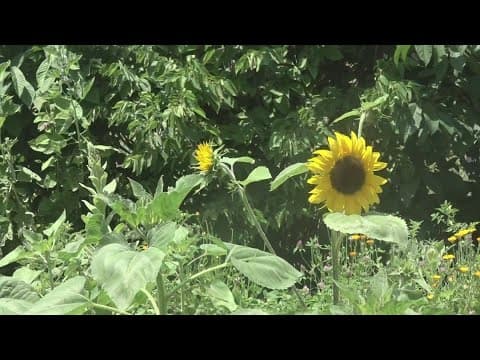 Much of Indiana shifts into new plant hardiness zones - how does it affect what you grow?