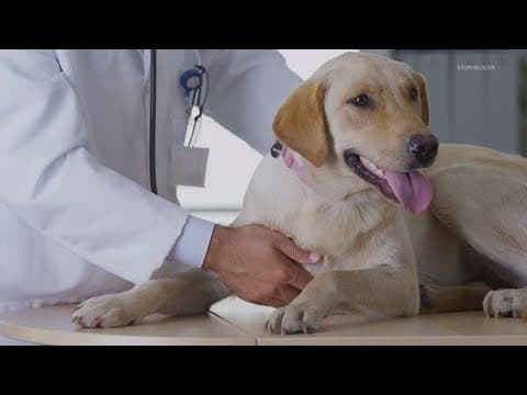 VERIFY: Can mystery dog illness spread to cats and humans?