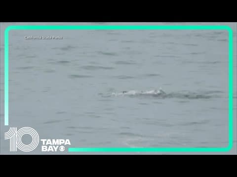 Dolphin gets attacked by shark at California beach