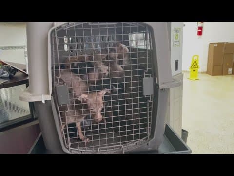 Foster homes needed for dozens of dogs rescued by Houston Humane Society