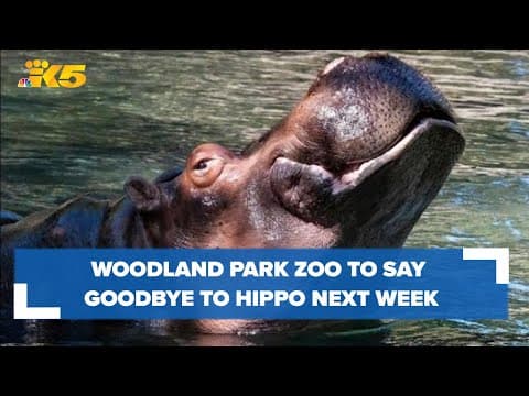 Woodland Park Zoo will say goodbye to hippo next week