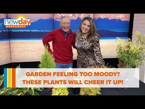 Garden feeling a bit too moody? These plants can give it a golden glow - New Day NW