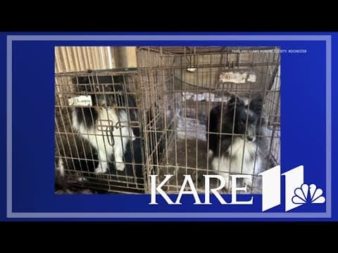 Rochester shelter raises more than $100k after rescuing dogs from hoarding situation