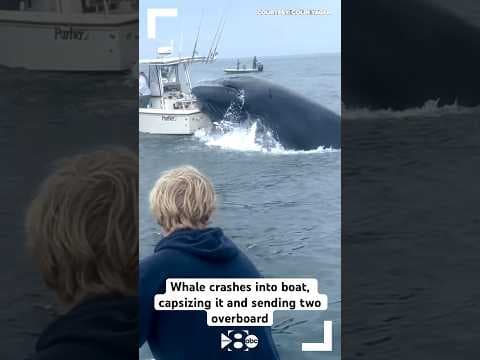 VIDEO: Whale crashes into boat, capsizing it and sending two people overboard