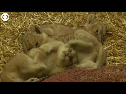 Lion cub triplets play during public debut at zoo in Germany