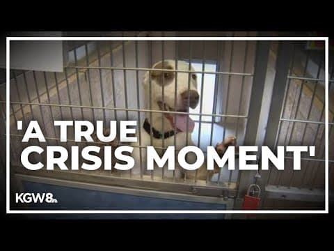 Multnomah County pauses on taking in stray pets citing capacity issues