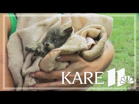 Volunteers rescue kitten from drain pipe