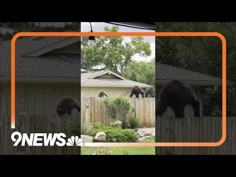 Bear mom and cubs walk on fence