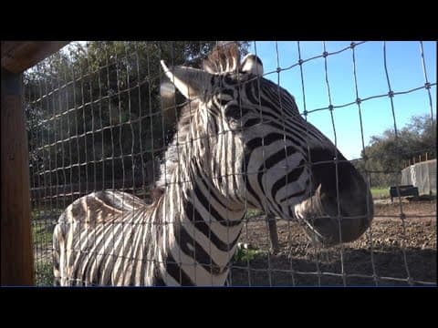 Tour the San Diego Animal Sanctuary and Farm in Alpine