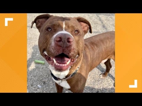 Pets of the Week: 1-18-2025